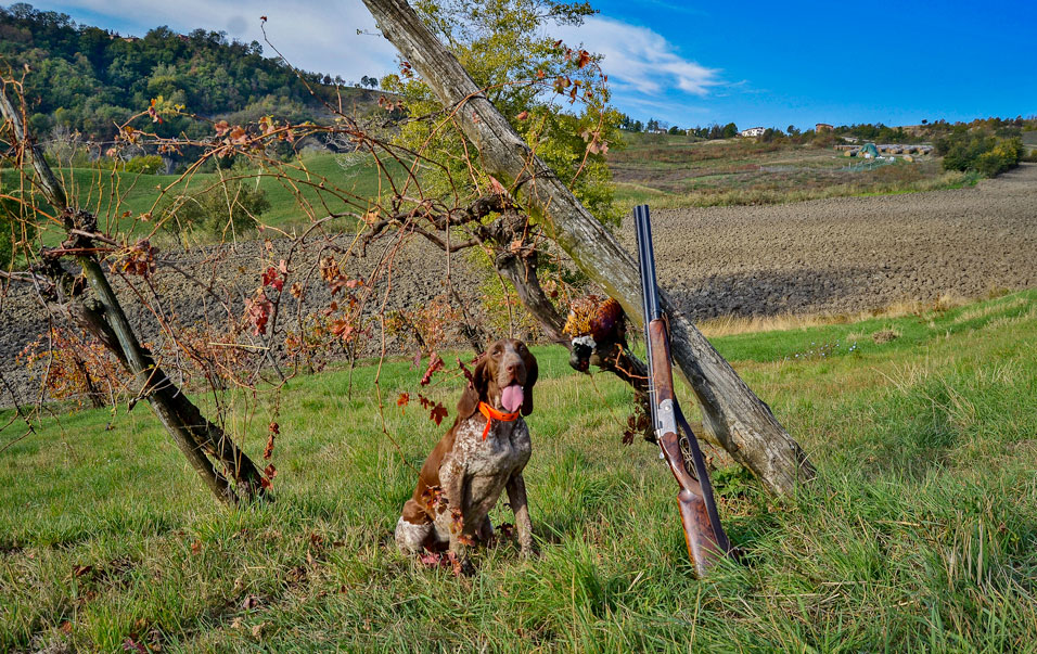 caccia bracco italiano riporto fagiano