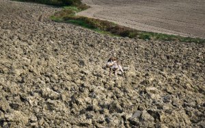 caccia bracco italiano riporto fagiano