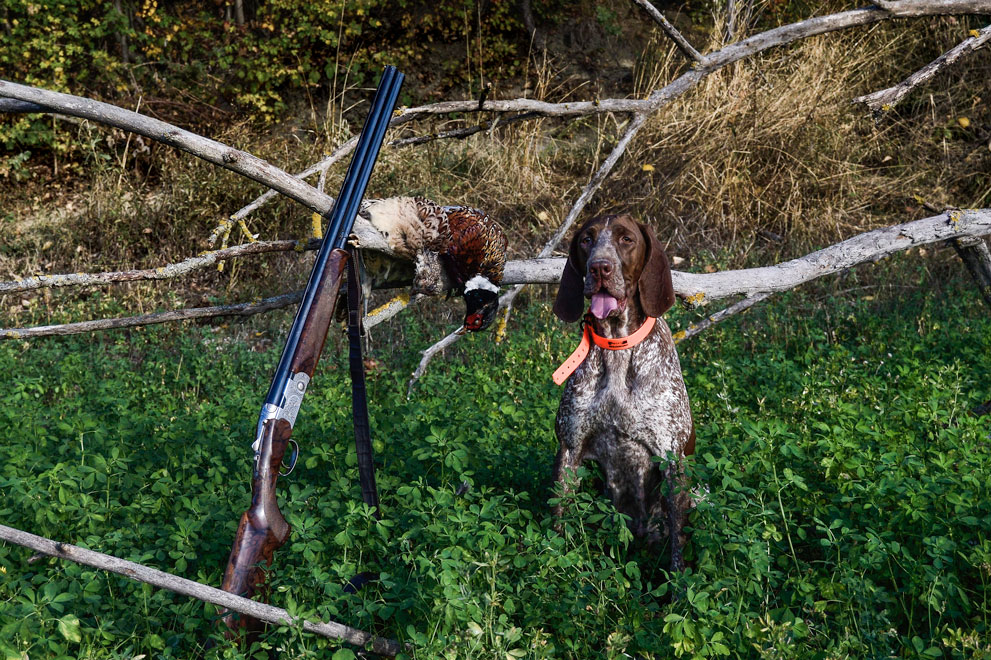 caccia bracco italiano riporto fagiano