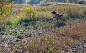 caccia bracco italiano ferma