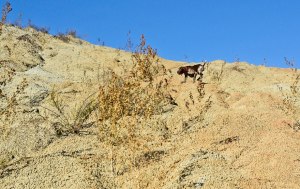 caccia bracco italiano calanco