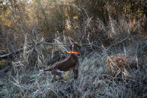 caccia bracco italiano riporto fagiano