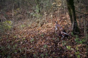caccia bracco italiano riporto fagiano