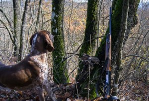 cane da caccia ferma beccaccia bracco italiano