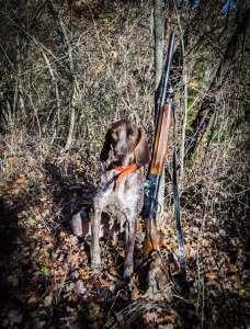 bracco italiano caccia fucile