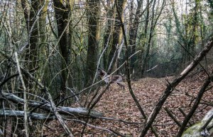 caccia bracco italiano