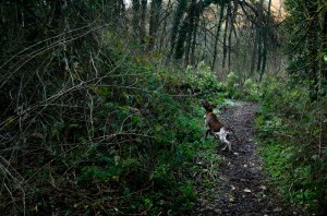 cerca bracco italiano