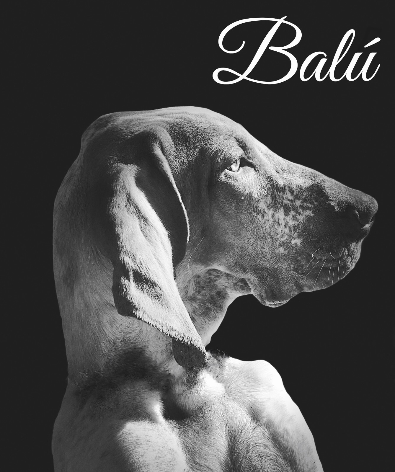 profilo bracco italiano