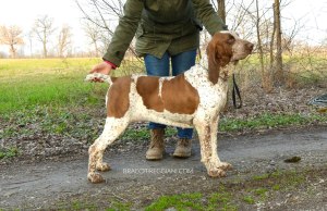 bracco italiano roano marrone bianco arancio