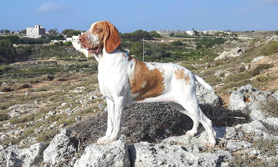 bracco italiano roano marrone bianco arancio