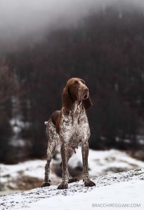 bracco italiano roano marrone bianco arancio