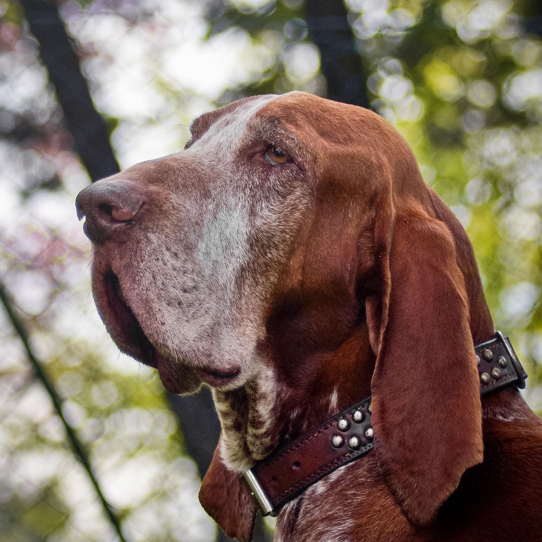 bracco italiano roano marrone bianco arancio testa