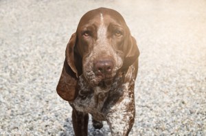 bracco italiano roano marrone bianco arancio dei sanchi polcevera di cascina croce di casamassima di montericco