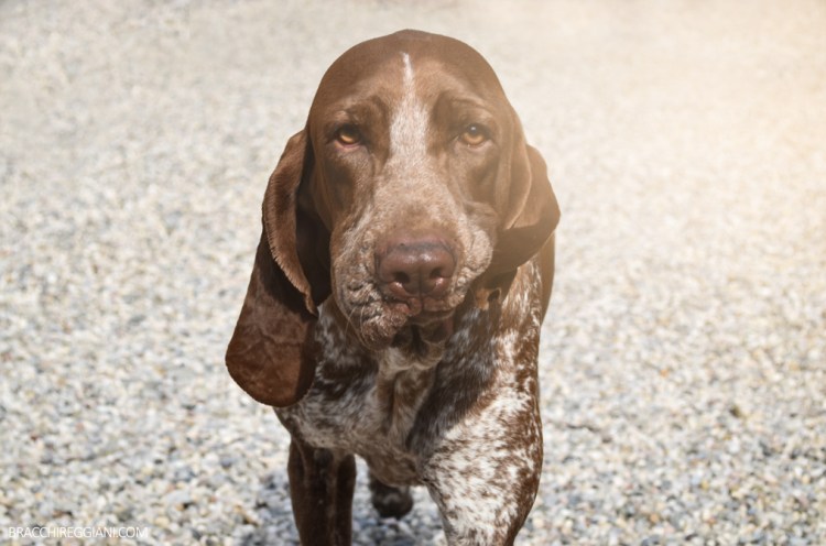 bracco italiano roano marrone bianco arancio dei sanchi polcevera di cascina croce di casamassima di montericco