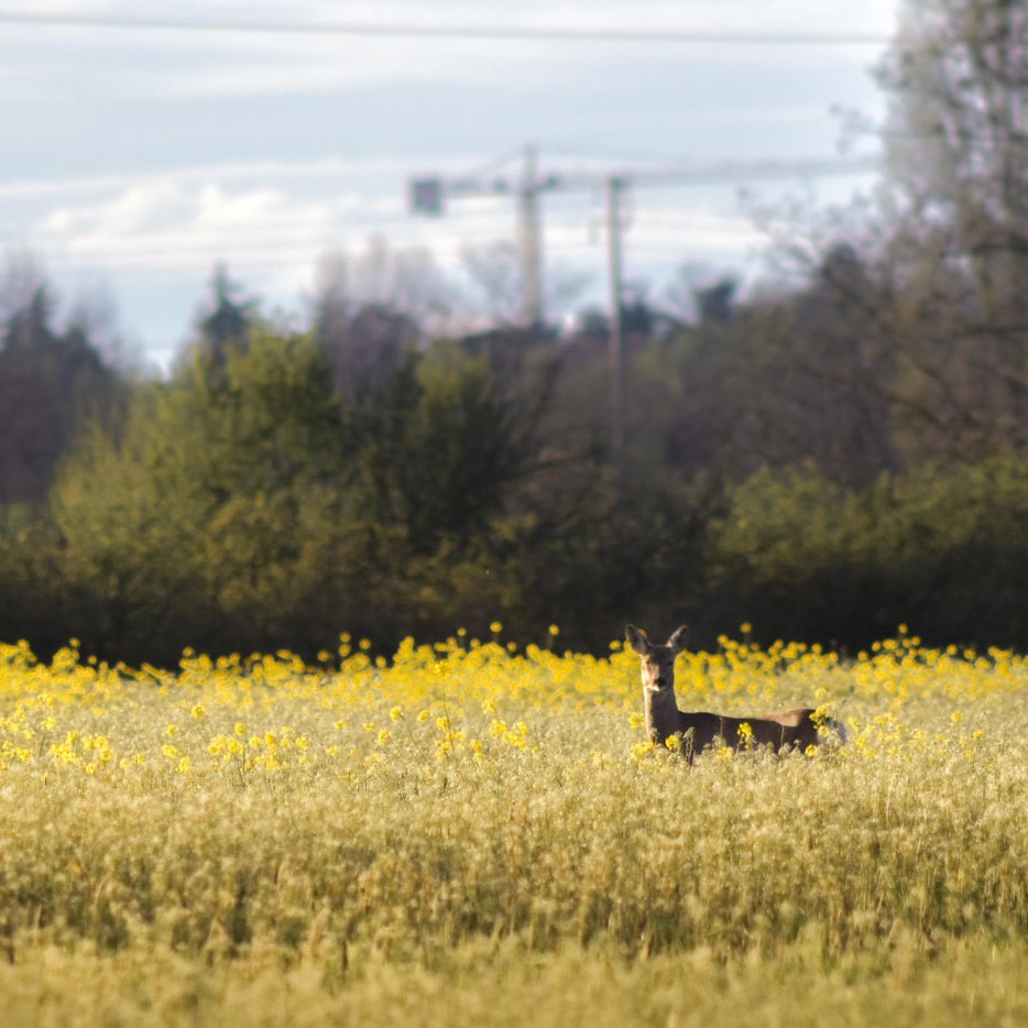 capriolo zona di ripopolamento reggio emilia caccia