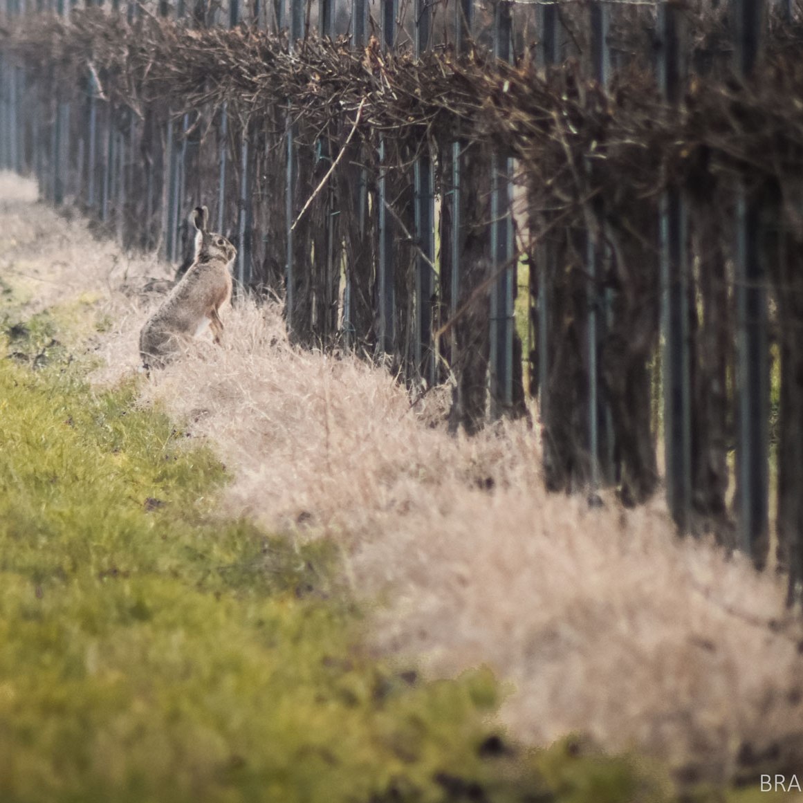 capriolo zona di ripopolamento reggio emilia caccia lepre