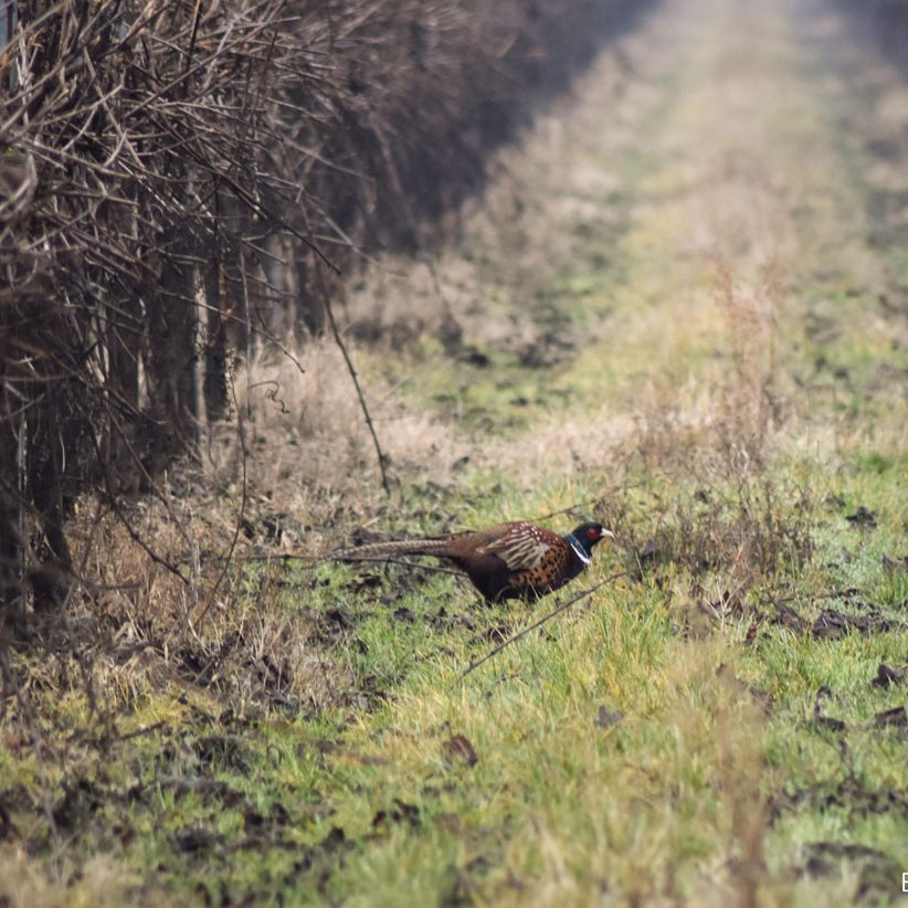 caprioli zona di ripopolamento reggio emilia fagiano