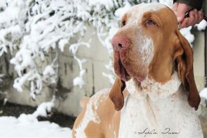 bracco italiano bianco arancio dei sanchi polcevera di cascina croce di casamassima di montericco