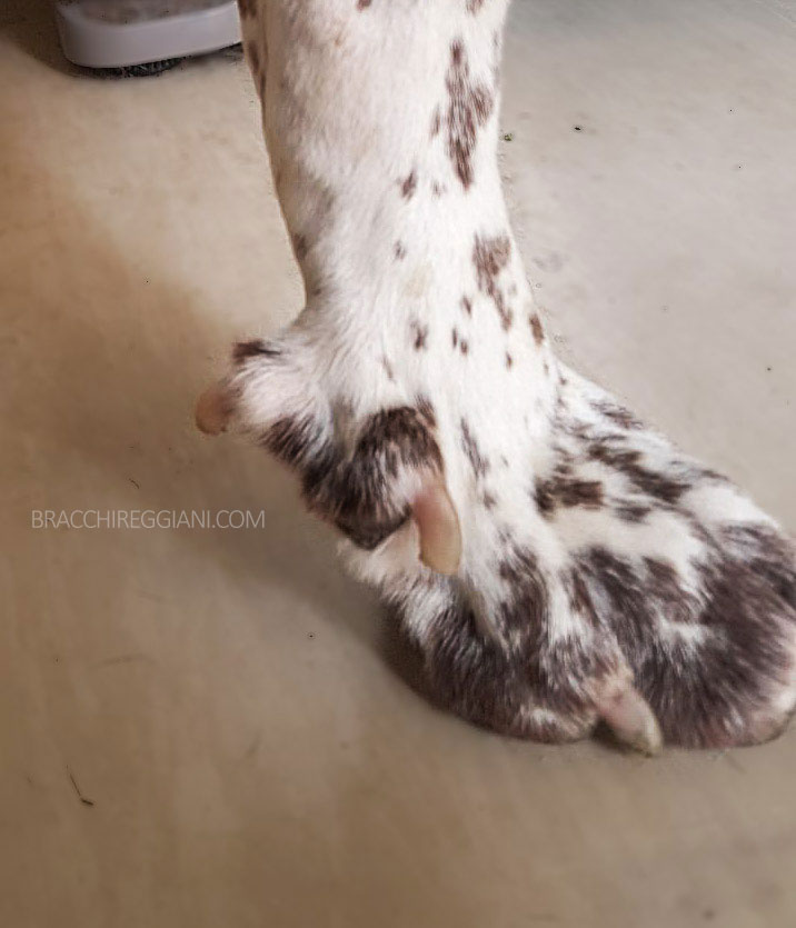 doppio sperone difetto bracco italiano