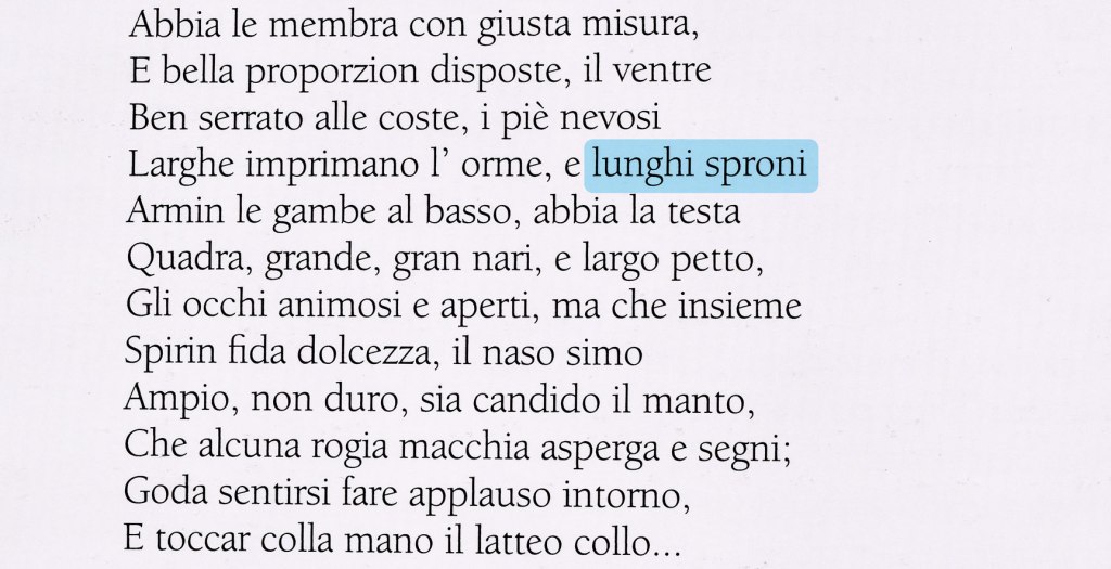 sperone cane bracco italiano