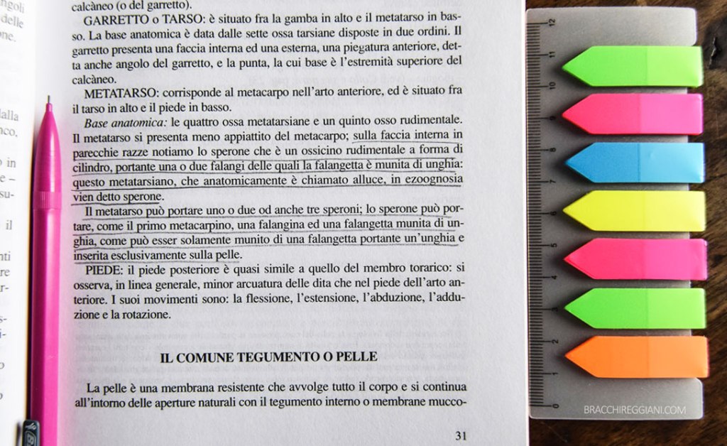 solaro sperone bracco italiano quinto dito zampa