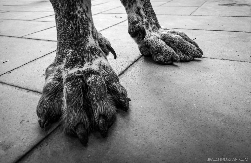 Liberaci, oh Sperone, da tutti i&nbsp;mali