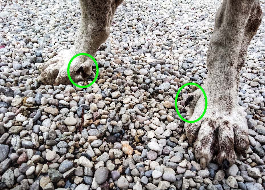 sperone semplice cane zampa bracco italiano