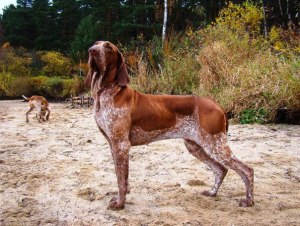 cucciolo adulto bracco italiano roano marrone bianco arancio bianco marrone