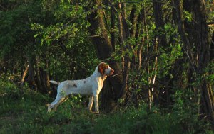 cucciolo adulto bracco italiano roano marrone bianco arancio bianco marrone