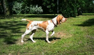 cucciolo adulto bracco italiano roano marrone bianco arancio bianco marrone