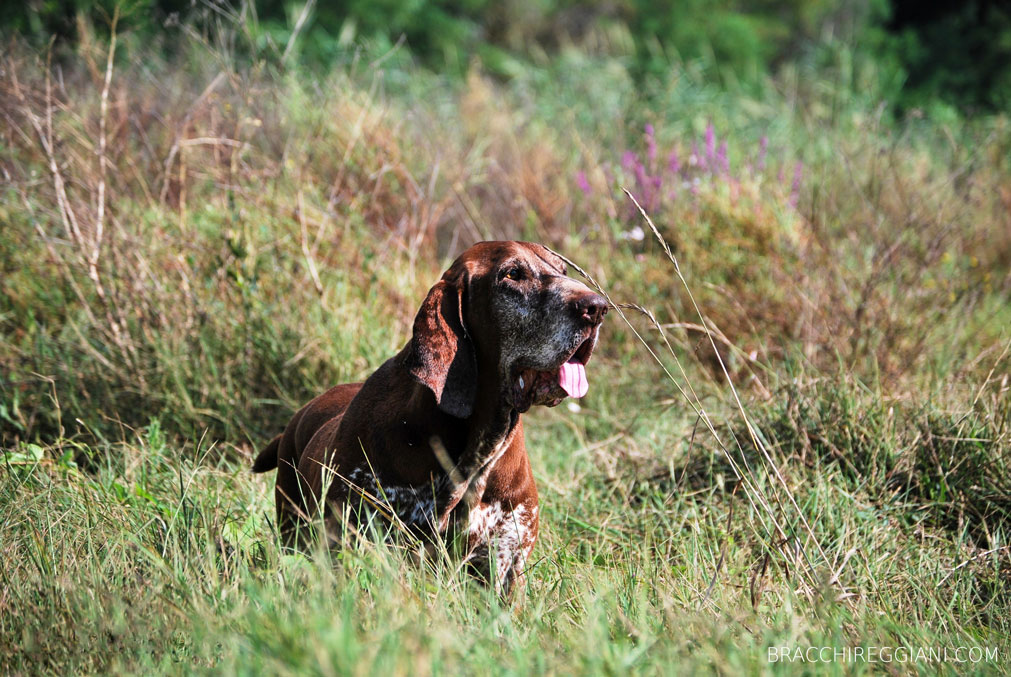 caccia ferma cane bracco italiano riporto bosco pianura