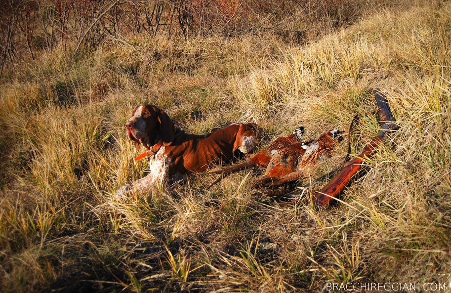 caccia ferma cane bracco italiano riporto bosco pianura