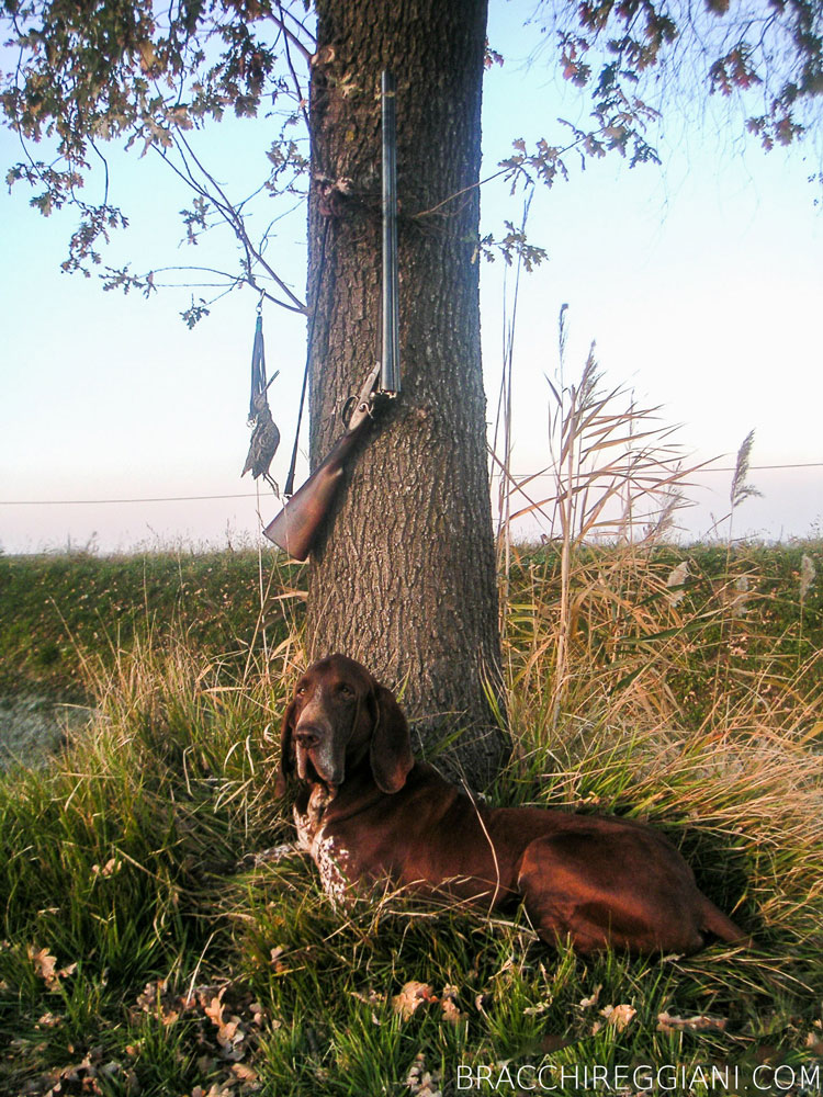 cucciolo adulto bracco italiano roano marrone bianco arancio bianco marrone