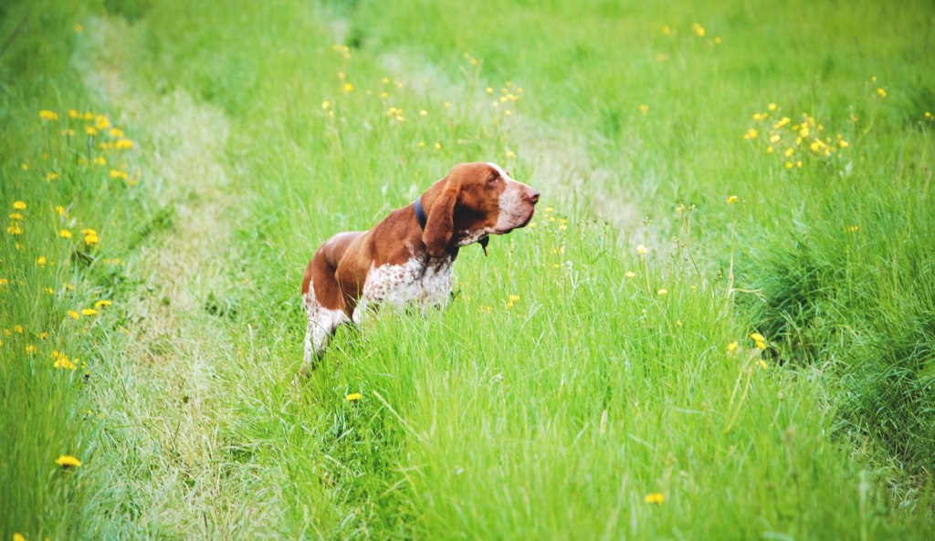 ferma bracco italiano caccia pianura