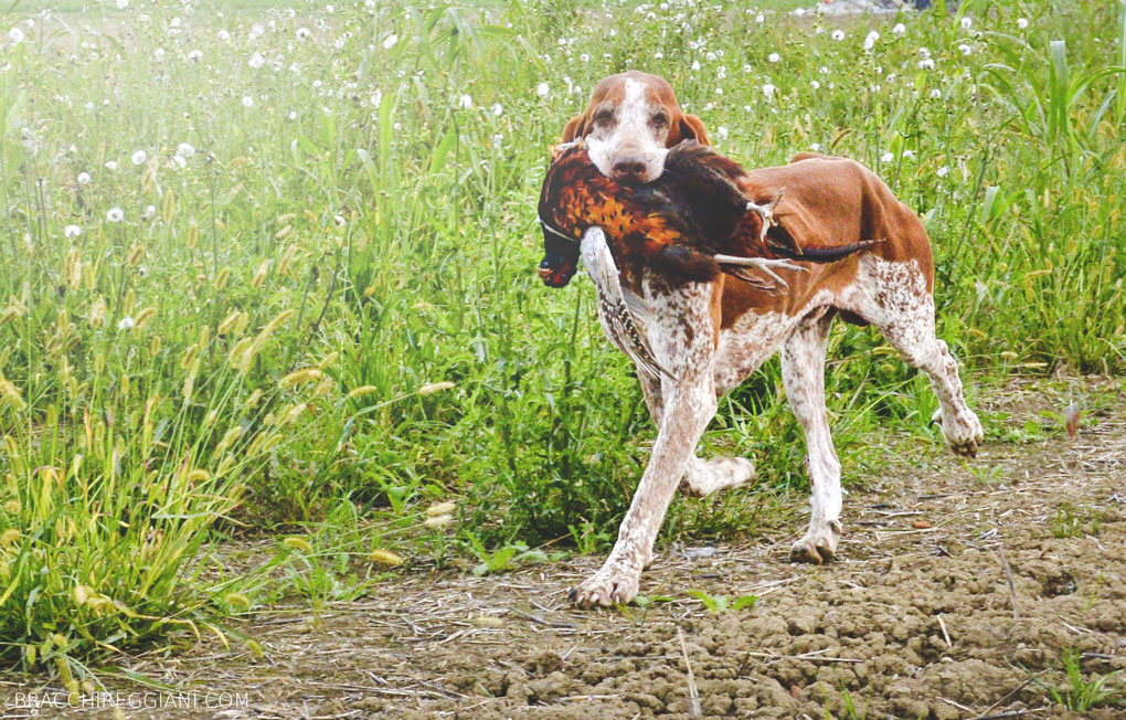 bracco italiano roano marrone caccia riporto fagiano