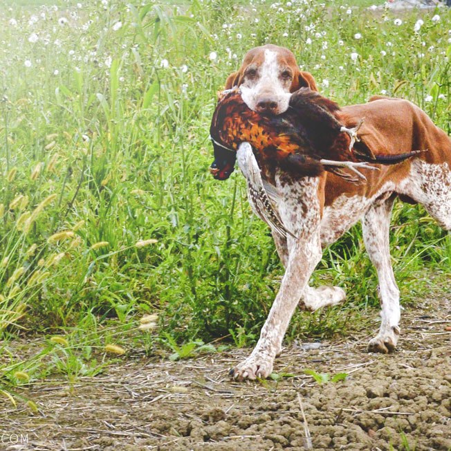 bracco italiano roano marrone caccia riporto fagiano