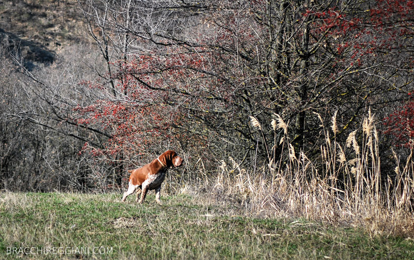 caccia ferma cane bracco italiano riporto bosco pianura fagiano