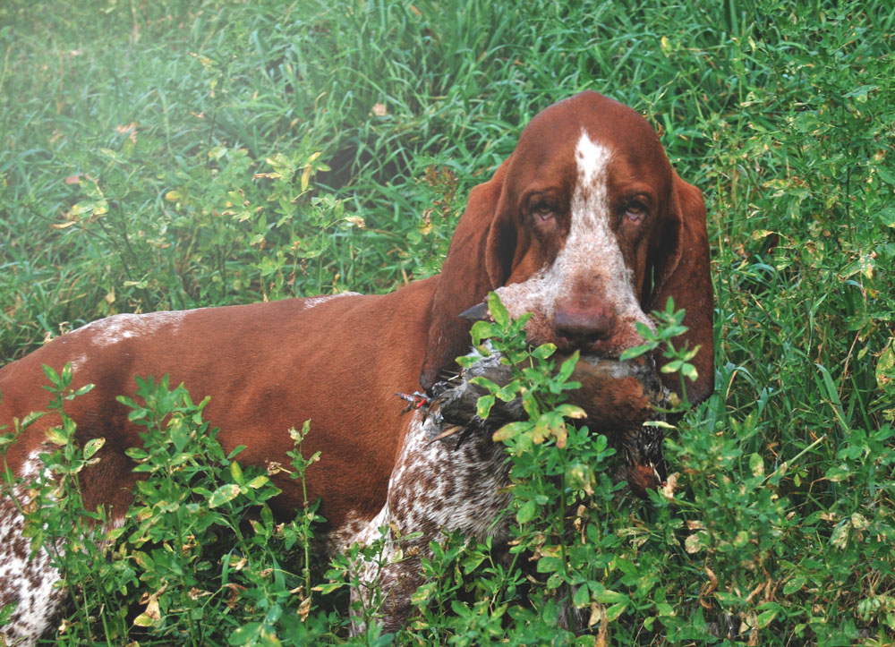 ferma bracco italiano caccia pianura fagiano riporto