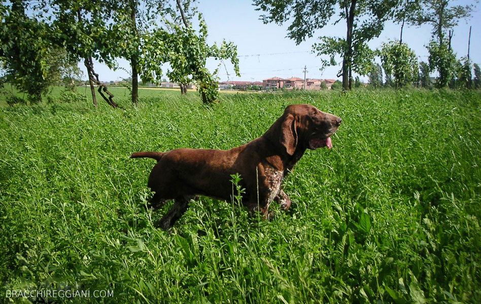 bracco italiano roano marrone tonaca di frate