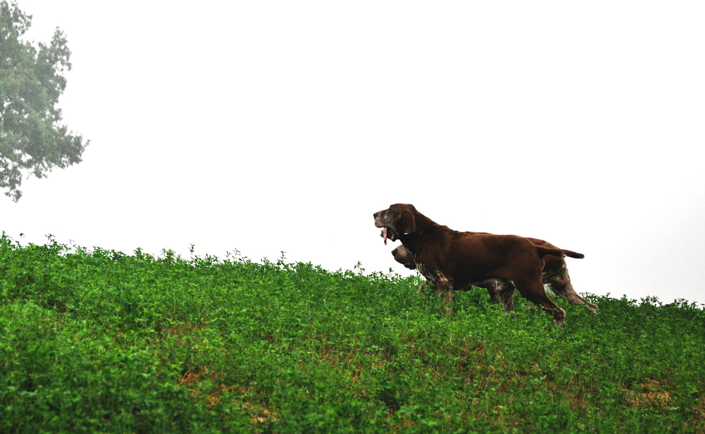 caccia ferma cane bracco italiano riporto bosco pianura fagiano