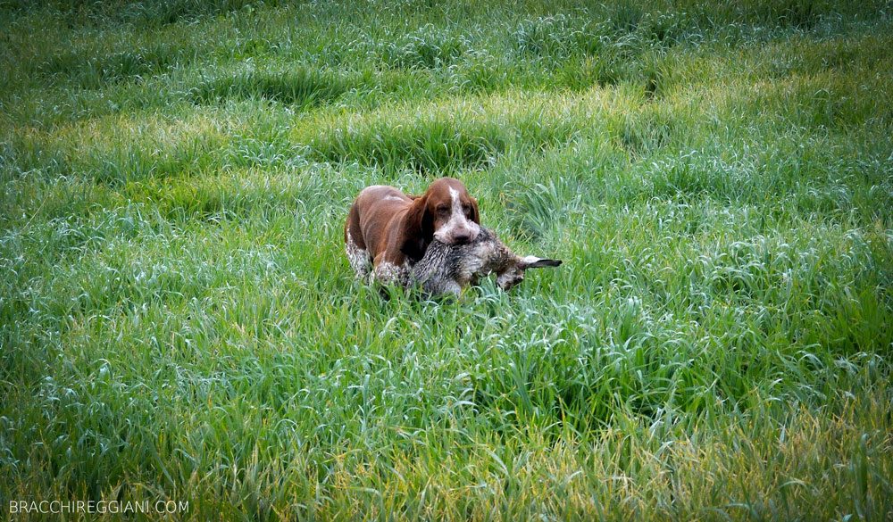 caccia ferma cane bracco italiano riporto bosco pianura fagiano lepre