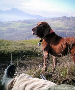 caccia ferma cane bracco italiano riporto bosco pianura fagiano