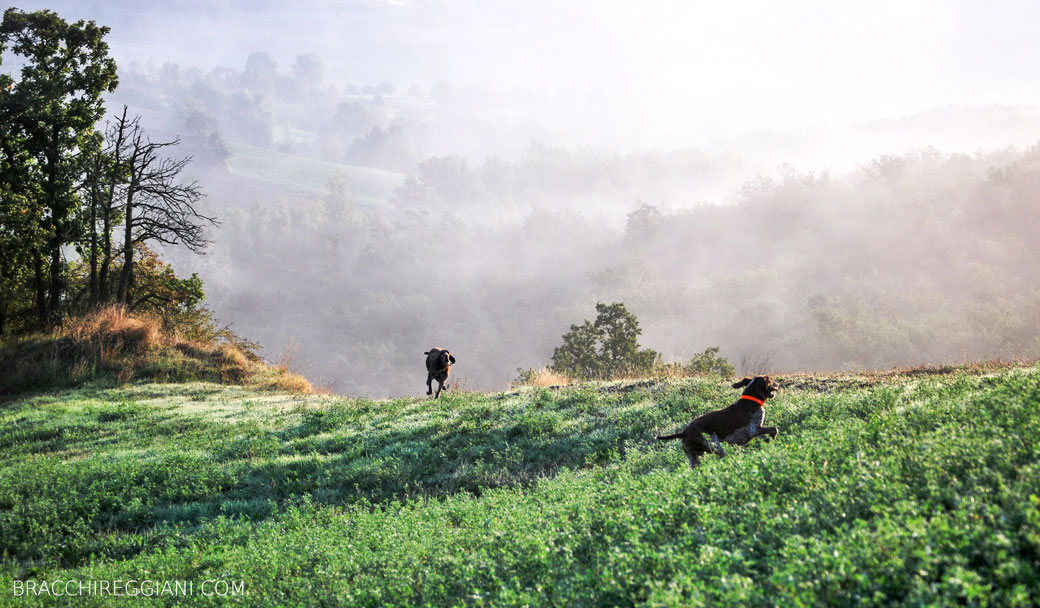 caccia ferma cane bracco italiano riporto bosco pianura fagiano