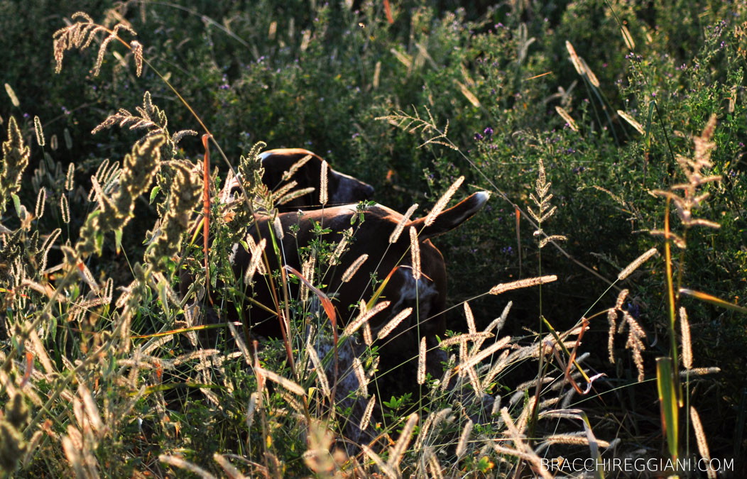 cucciolo adulto bracco italiano roano marrone bianco arancio bianco marrone caccia ferma riporto fagiano