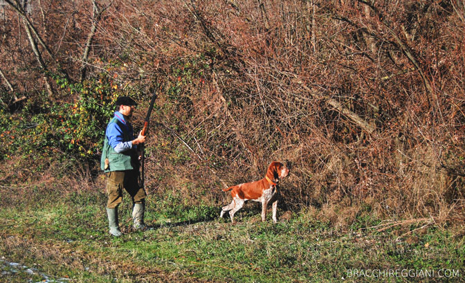 cucciolo adulto bracco italiano roano marrone bianco arancio bianco marrone caccia ferma riporto fagiano