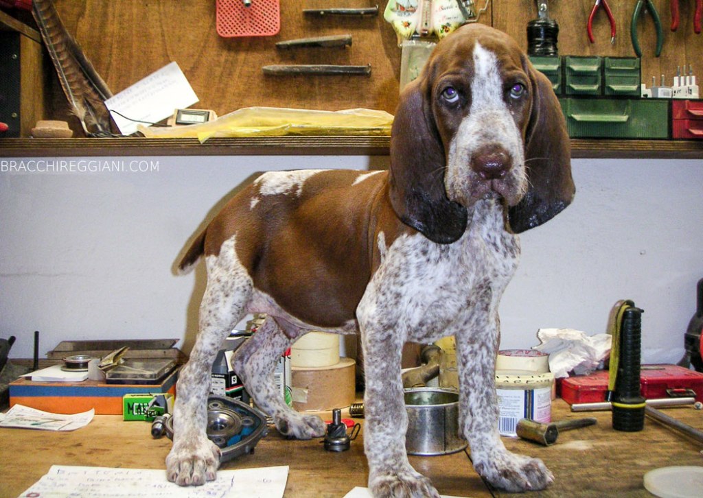 cucciolo adulto bracco italiano roano marrone bianco arancio bianco marrone caccia ferma riporto fagiano