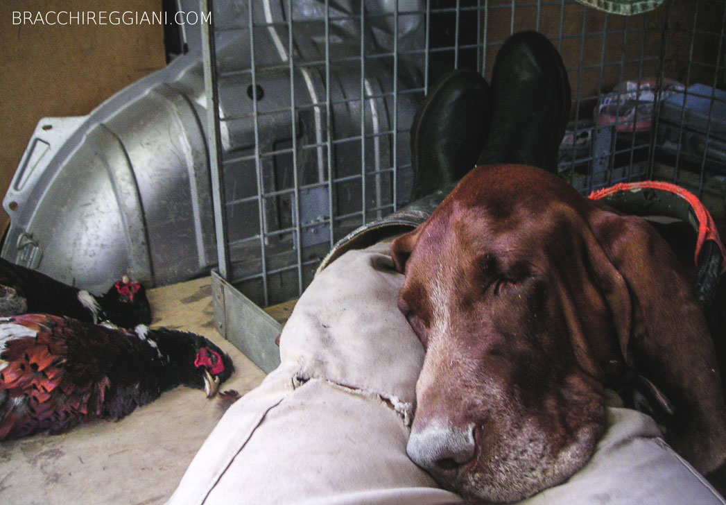 cucciolo adulto bracco italiano roano marrone bianco arancio bianco marrone caccia ferma riporto fagiano