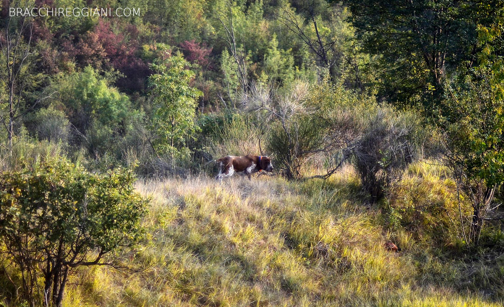 caccia ferma cane bracco italiano riporto bosco pianura fagiano