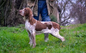 cucciolo adulto bracco italiano roano marrone