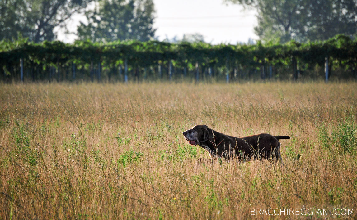 cucciolo adulto bracco italiano roano marrone bianco arancio bianco marrone caccia ferma riporto fagiano